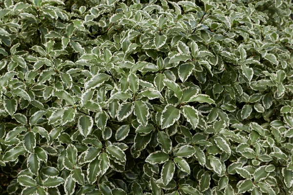 Pittosporum Tenuifolium Variegated Leaves — Stockfoto