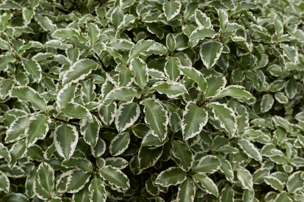 Pittosporum Tenuifolium Variegated Leaves — Fotografia de Stock