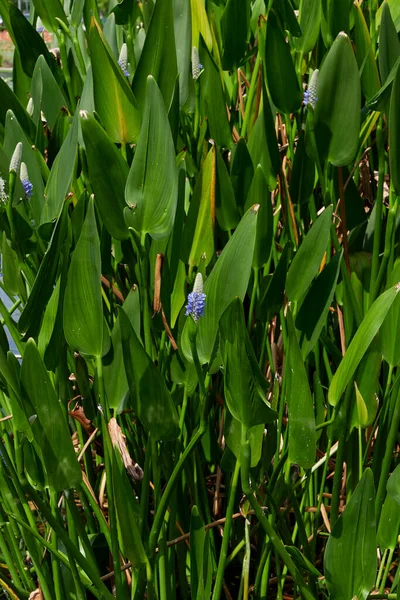 Pontederia Cordata Bloom — Zdjęcie stockowe