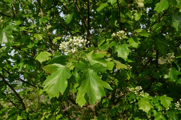Sorbus Torminalis Arbusto Flor — Fotografia de Stock