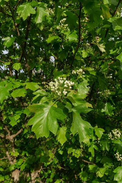 花にソルバス トルミネリスの低木 — ストック写真