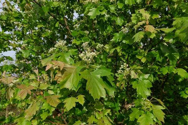 Keř Sorbus Torminalis Rozkvětu — Stock fotografie