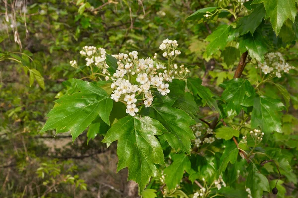 Keř Sorbus Torminalis Rozkvětu — Stock fotografie