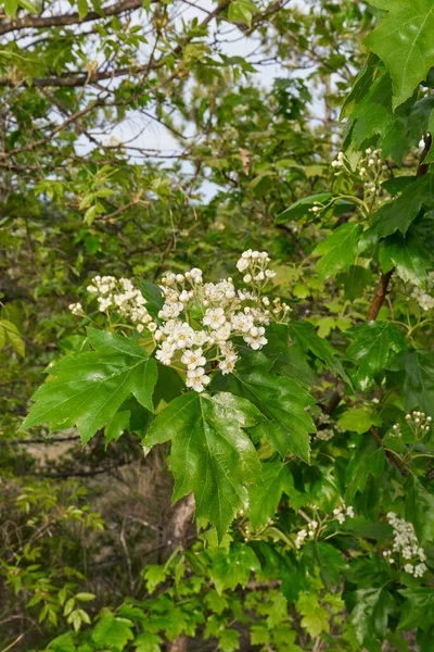 Sorbus Torminalis Arbusto Flor — Fotografia de Stock