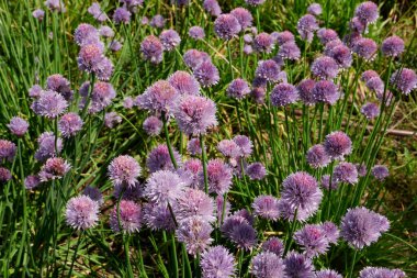 Allium schoenoprasum in bloom
