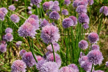 Allium schoenoprasum in bloom