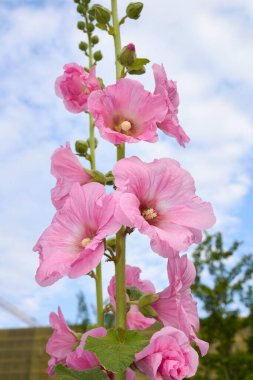 Alcea rosea colorful flowers