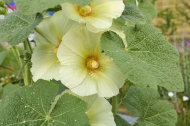 Alcea rosea colorful flowers