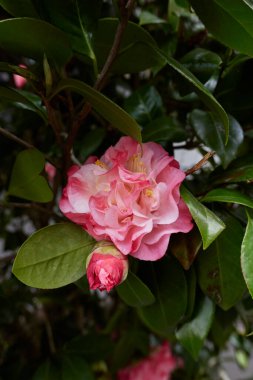 Kamelya japonica çiçeği. Yaklaş.