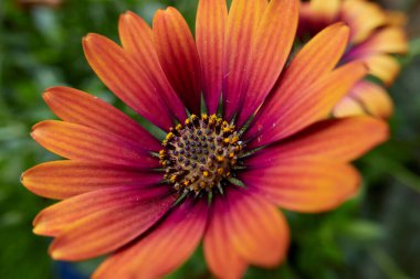 Osteospermum x purple sun in bloom