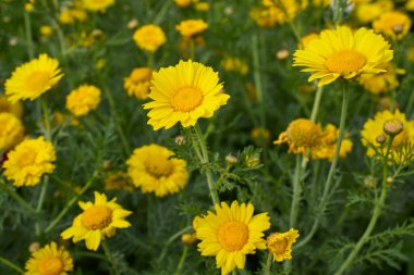 Glebionis coronaria in bloom