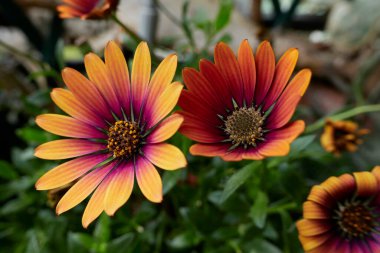Osteospermum x purple sun in bloom