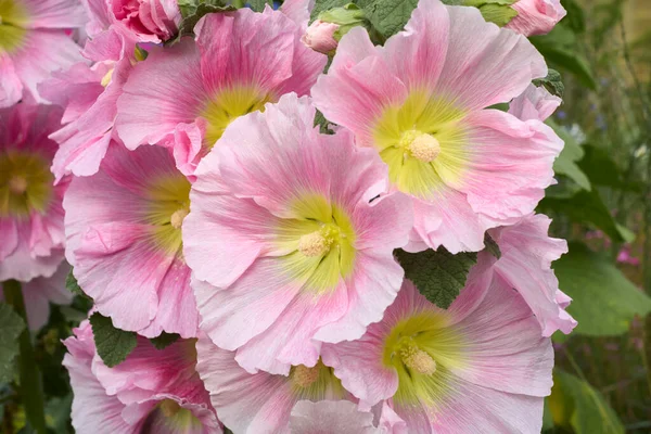 Alcea Rosea Colorful Flowers — Stok fotoğraf