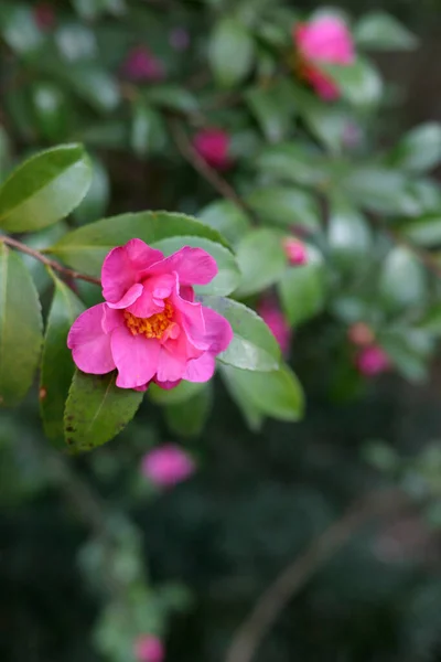 Camellia Japonica Květina Zblízka — Stock fotografie