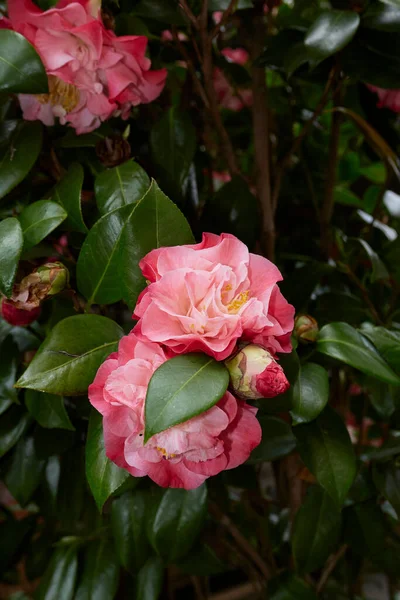 Camellia Japonica Blume Aus Nächster Nähe — Stockfoto