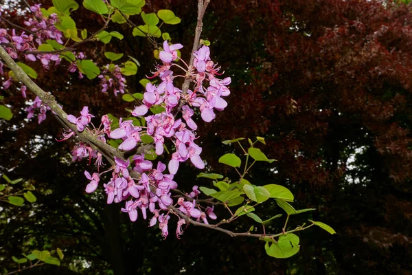 Cercis Siliquastrum Boom — Foto de Stock