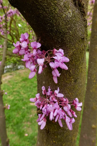 Cercis Siliquastrum Μπουμ — Φωτογραφία Αρχείου