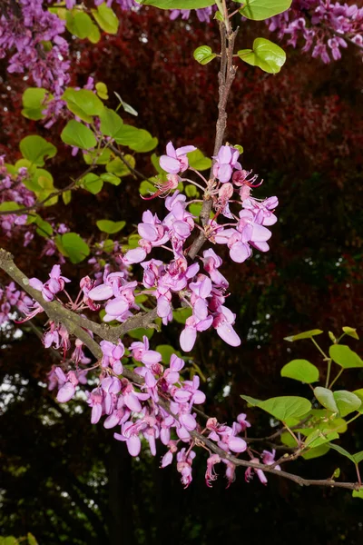 Cercis Siliquastrum Μπουμ — Φωτογραφία Αρχείου