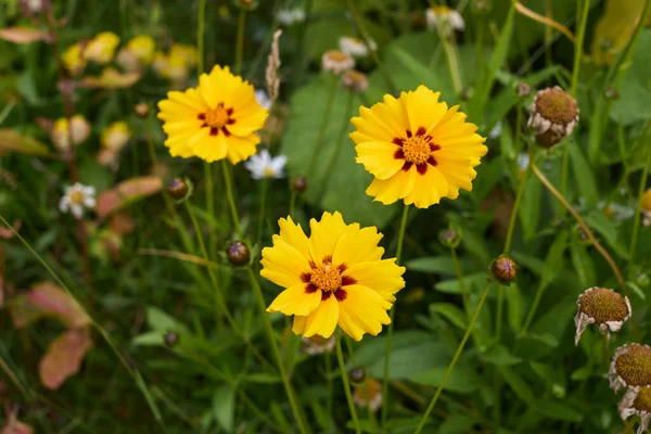 Coreopsis Grandiflora Flower Close — Zdjęcie stockowe