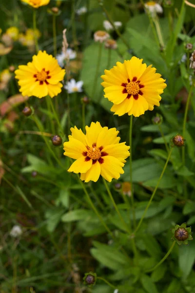 Coreopsis Grandiflora Flower Close — Stock Fotó