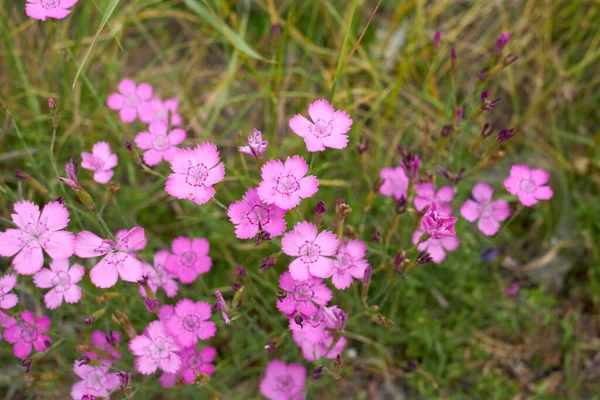 Dianthus Deltoides Bloom — Stockfoto