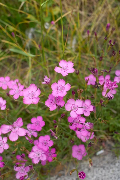 Dianthus Deltoides Bloom — Foto de Stock