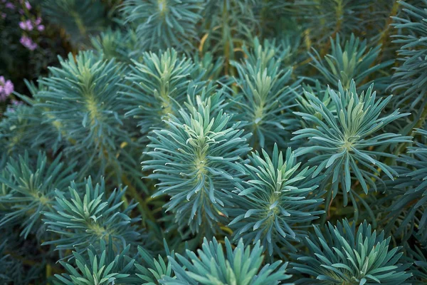 Euphorbia Characias Blue Foliage — Zdjęcie stockowe