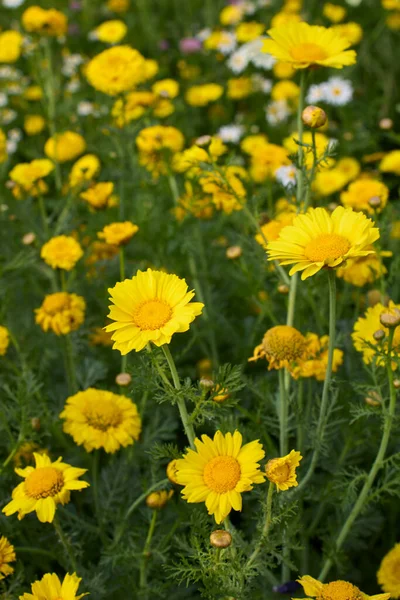 Glebionis Coronaria Bloom — Stok fotoğraf