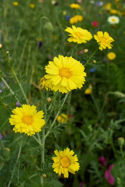 Glebionis Coronaria Bloom — Zdjęcie stockowe