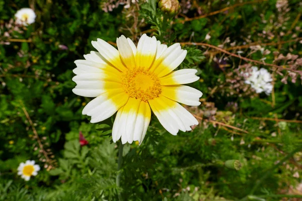 Glebionis Coronaria Bloom — Fotografia de Stock