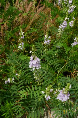 Lilac flowers of Galega officinalis herb