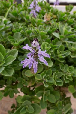 Plectranthus caninus in bloom
