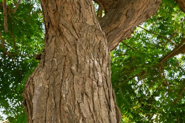 Tipuana tipu tree bark