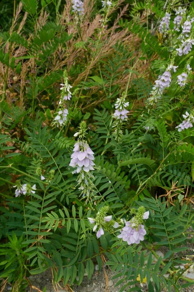 Lilac Flowers Galega Officinalis Herb — 图库照片