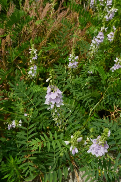Lilac Flowers Galega Officinalis Herb — Stockfoto