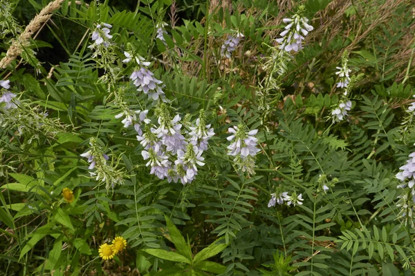 Lilac Flowers Galega Officinalis Herb — Stockfoto