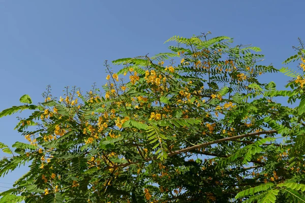 Tipuana Tipu Árbol Flor — Foto de Stock