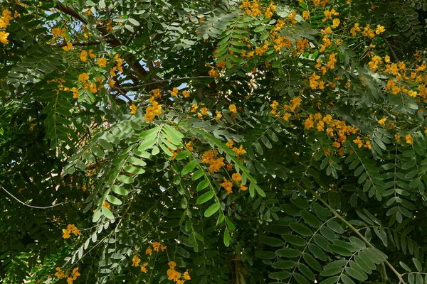 Tipuana Tipu Árbol Flor — Foto de Stock