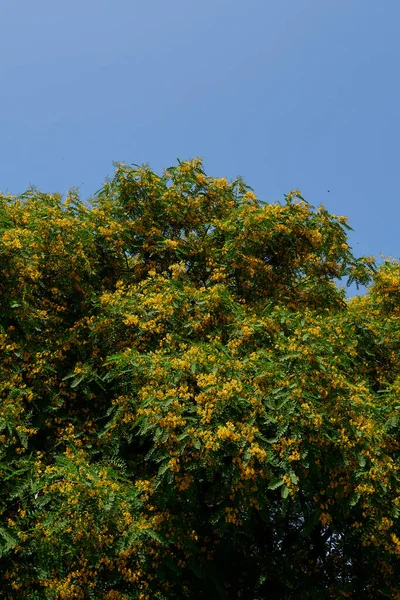 Tipuana Tipu Tree Bloom — Stock Photo, Image