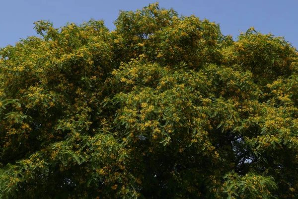 Tipuana Tipu Tree Bloom — Stock Photo, Image