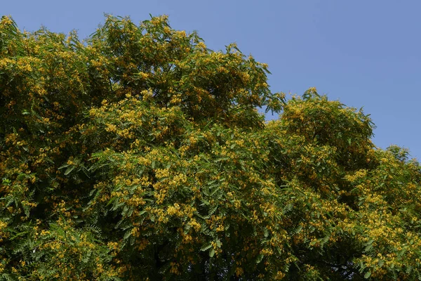 Tipuana Tipu Tree Bloom — Stock Photo, Image