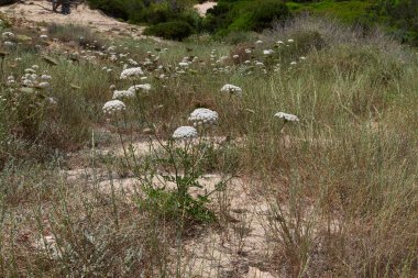 Çiçek açmış Daucus carota