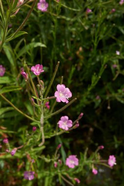 Epilobium hirsutum pembe cilt bakımı