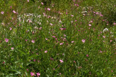 Epilobium hirsutum pembe cilt bakımı