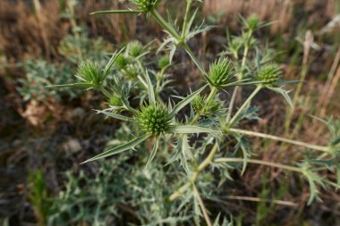 Eryngium campestre dikenli yaprakları kapatın.