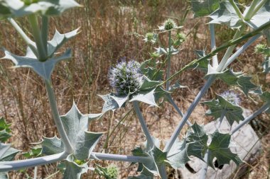 Eryngium maritimum çiçek açtı.