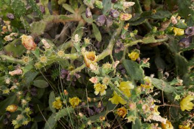 Opuntia stricta plants in bloom