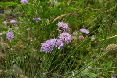 Scabiosa columbaria in bloom