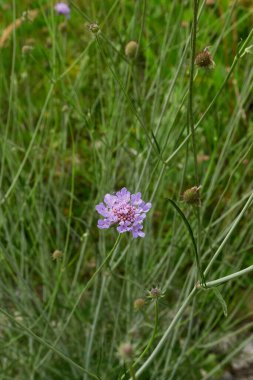 Scabiosa columbaria in bloom