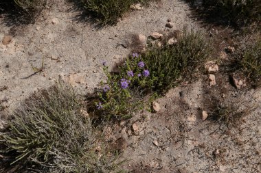 Thymbra capitata in bloom
